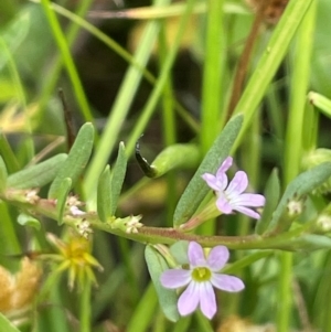 Lythrum hyssopifolia at QPRC LGA - 4 Feb 2024