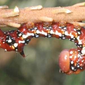 Psalidostetha banksiae at Namadgi National Park - 3 Feb 2024