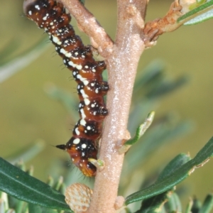 Psalidostetha banksiae at Namadgi National Park - 3 Feb 2024