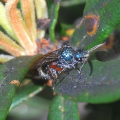 Mutillidae (family) (Unidentified Mutillid wasp or velvet ant) at Namadgi National Park - 3 Feb 2024 by Harrisi