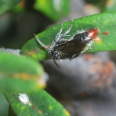 Mutillidae (family) at Namadgi National Park - 3 Feb 2024 06:15 PM