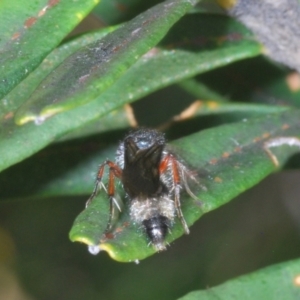 Mutillidae (family) at Namadgi National Park - 3 Feb 2024