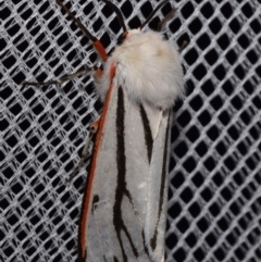 Aloa marginata (Donovan's Tiger Moth) at Jerrabomberra, NSW - 4 Feb 2024 by DianneClarke