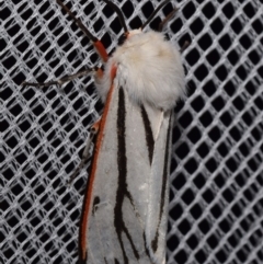 Paramsacta marginata (Donovan's Tiger Moth) at QPRC LGA - 4 Feb 2024 by DianneClarke