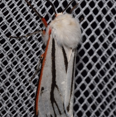 Aloa marginata (Donovan's Tiger Moth) at Jerrabomberra, NSW - 4 Feb 2024 by DianneClarke