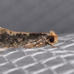 Monopis crocicapitella (Bird Nest Moth) at Jerrabomberra, NSW - 4 Feb 2024 by DianneClarke