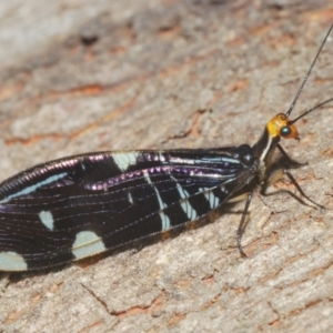 Porismus strigatus at Namadgi National Park - 3 Feb 2024