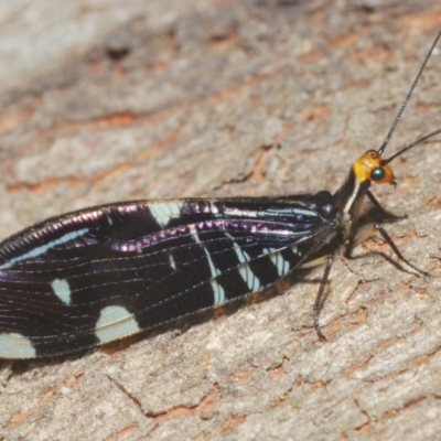 Porismus strigatus (Pied Lacewing) at Namadgi National Park - 3 Feb 2024 by Harrisi