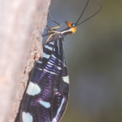 Porismus strigatus at Namadgi National Park - 3 Feb 2024