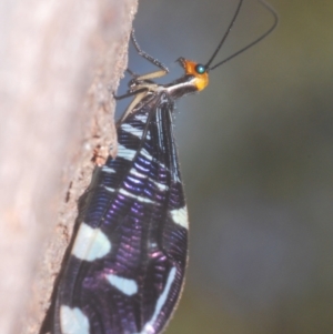 Porismus strigatus at Namadgi National Park - 3 Feb 2024