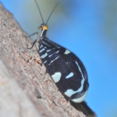 Porismus strigatus at Namadgi National Park - 3 Feb 2024