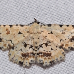 Sandava scitisignata (A noctuid moth) at Jerrabomberra, NSW - 4 Feb 2024 by DianneClarke