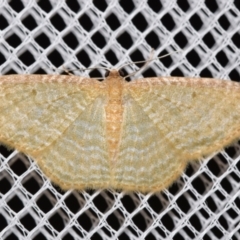 Poecilasthena pulchraria (Australian Cranberry Moth) at Jerrabomberra, NSW - 4 Feb 2024 by DianneClarke