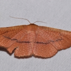 Aglaopus pyrrhata (Leaf Moth) at Jerrabomberra, NSW - 4 Feb 2024 by DianneClarke
