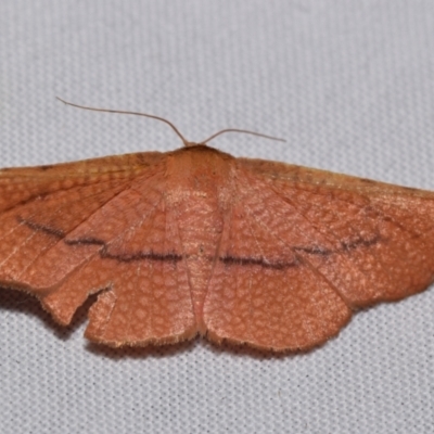 Aglaopus pyrrhata (Leaf Moth) at Jerrabomberra, NSW - 4 Feb 2024 by DianneClarke