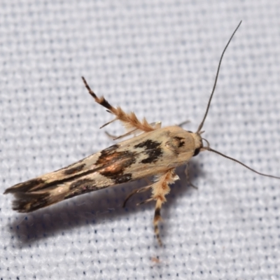 Stathmopoda melanochra (An Oecophorid moth (Eriococcus caterpillar)) at Jerrabomberra, NSW - 4 Feb 2024 by DianneClarke