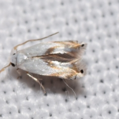 Opostega orestias (An Eyecap moth (Neptculoidea) at QPRC LGA - 4 Feb 2024 by DianneClarke