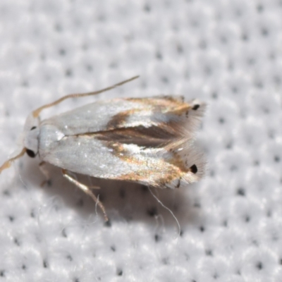 Opostega (genus) (A White Eyecap moth ( Opostegidae)) at QPRC LGA - 4 Feb 2024 by DianneClarke