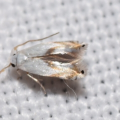 Opostega (genus) (A White Eyecap moth ( Opostegidae)) at QPRC LGA - 4 Feb 2024 by DianneClarke