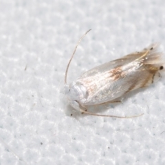 Opostega (genus) at QPRC LGA - 4 Feb 2024