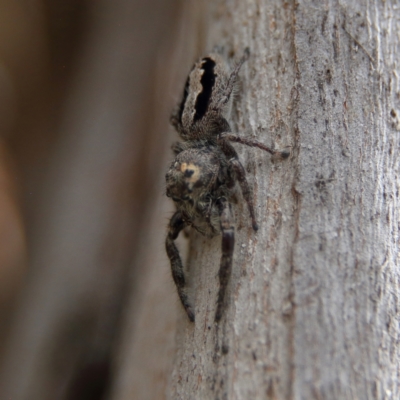 Sandalodes superbus (Ludicra Jumping Spider) at Higgins Woodland - 4 Feb 2024 by MichaelWenke