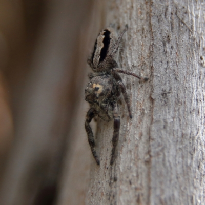 Sandalodes superbus (Ludicra Jumping Spider) at Higgins, ACT - 4 Feb 2024 by Trevor