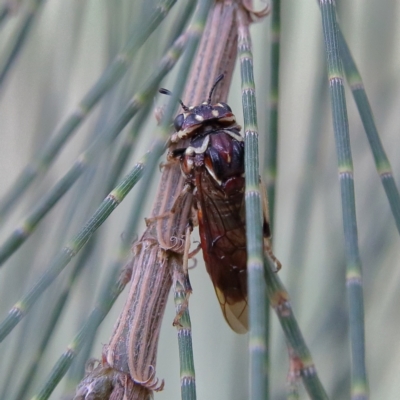 Pergagrapta sp. (genus) (A sawfly) at Higgins, ACT - 4 Feb 2024 by Trevor