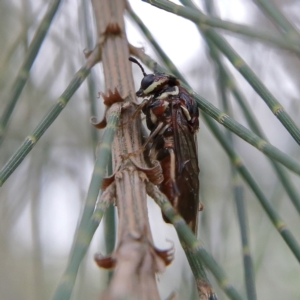 Pergagrapta sp. (genus) at Higgins Woodland - 4 Feb 2024