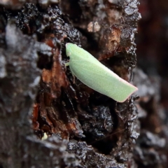 Siphanta acuta (Green planthopper, Torpedo bug) at Higgins Woodland - 4 Feb 2024 by MichaelWenke