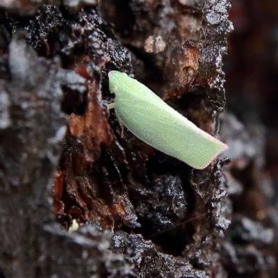 Siphanta acuta (Green planthopper, Torpedo bug) at Higgins Woodland - 4 Feb 2024 by Trevor