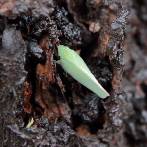 Siphanta acuta at Higgins Woodland - 4 Feb 2024 05:22 PM