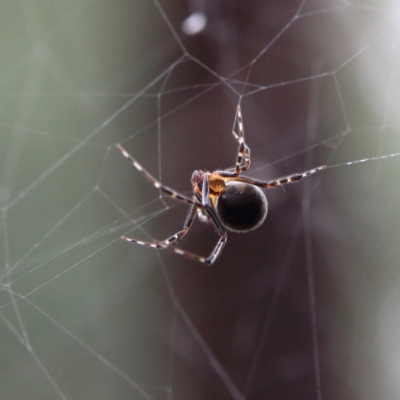 Theridiidae (family) (Comb-footed spider) at Higgins Woodland - 4 Feb 2024 by MichaelWenke