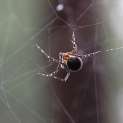 Theridiidae sp. (family) (Comb-footed spider) at Higgins Woodland - 4 Feb 2024 by Trevor
