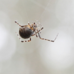 Theridiidae (family) at Higgins Woodland - 4 Feb 2024 05:38 PM