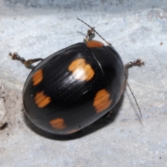 Paropsisterna octosignata (Eucalyptus leaf beetle) at Ormiston, QLD - 1 Feb 2024 by TimL