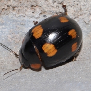 Paropsisterna octosignata at Ormiston, QLD - 2 Feb 2024 08:39 AM