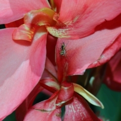 Cosmophasis micarioides at Brisbane City Botanic Gardens - 2 Feb 2024 by TimL