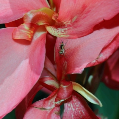 Cosmophasis micarioides at Brisbane City Botanic Gardens - 2 Feb 2024 by TimL