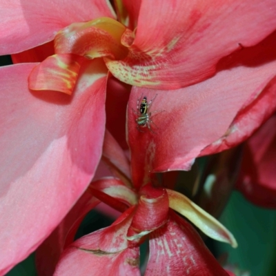 Cosmophasis micarioides at Brisbane City, QLD - 2 Feb 2024 by TimL