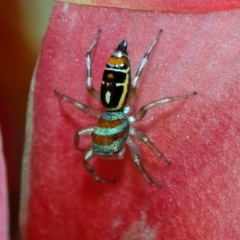 Cosmophasis micarioides at Brisbane City, QLD - 2 Feb 2024 11:18 AM