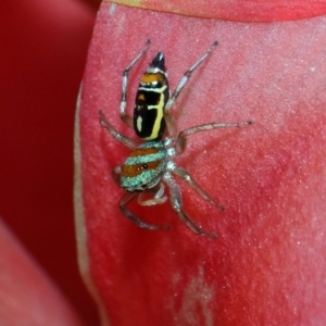 Cosmophasis micarioides at Brisbane City, QLD - 2 Feb 2024 11:18 AM