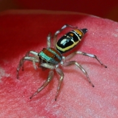 Cosmophasis micarioides at Brisbane City, QLD - 2 Feb 2024 11:18 AM