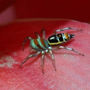 Cosmophasis micarioides at Brisbane City, QLD - 2 Feb 2024 11:18 AM