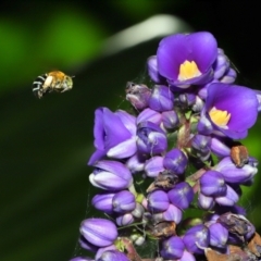 Amegilla sp. (genus) (Blue Banded Bee) at Brisbane City, QLD - 2 Feb 2024 by TimL