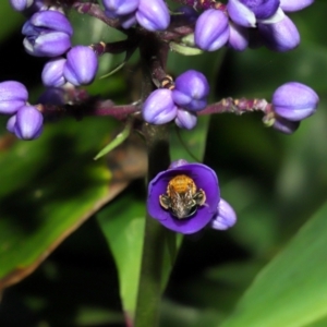 Amegilla sp. (genus) at Brisbane City, QLD - 2 Feb 2024