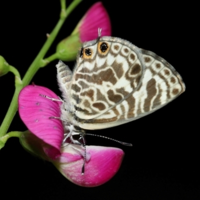 Leptotes plinius (Plumbago Blue) at Capalaba, QLD - 4 Feb 2024 by TimL