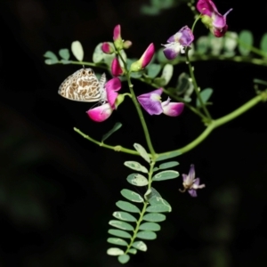 Leptotes plinius at Capalaba, QLD - 4 Feb 2024 12:14 PM