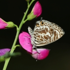 Leptotes plinius at Capalaba, QLD - 4 Feb 2024 12:14 PM