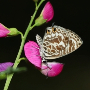 Leptotes plinius at Capalaba, QLD - 4 Feb 2024 12:14 PM
