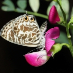 Leptotes plinius at Capalaba, QLD - 4 Feb 2024 12:14 PM